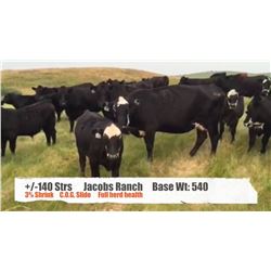Jacobs Ranch-Mountain View, AB  +/- Steers