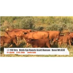 Birds Eye Ranch c/o Scott Hanson - Mountain View, AB  +/- Steers