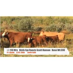 Birds Eye Ranch c/o Scott Hanson - Mountain View, AB  +/- Heifers