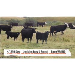 Jenkins Lazy U Ranch-Pincher Creek, AB  +/- Steers