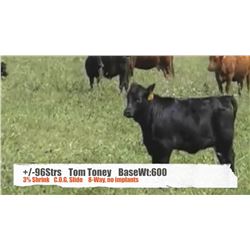 Tom Toney-Pincher Creek, AB  +/- Steers