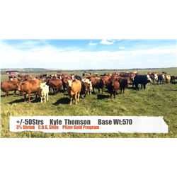 Kyle Thomson-Black Diamond, AB  +/- Steers