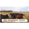 Image 1 : Beavermere Ranch-Beavermines, AB  +/- Steers