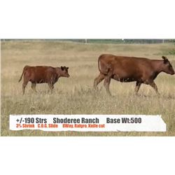 Shoderee Ranch- Waterton AB  +/- Steers