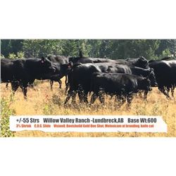 Willow Valley Ranch-Lundbreck,AB  +/- Steers