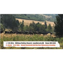Willow Valley Ranch, Lunbreck AB  +/- Heifers