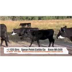Spear Point Cattle Co-Twin Butte, AB  +/- Steers