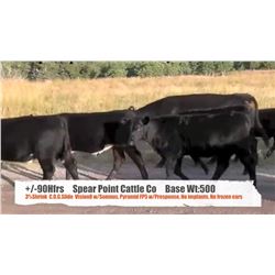 Spear Point Cattle Co-Twin Butte, AB  +/- Heifers