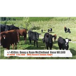 Doug & Ryan McClelland-Pincher Creek, AB  +/- Steers