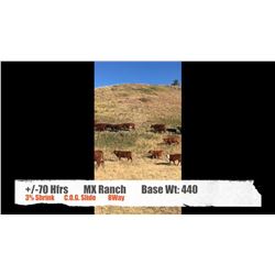 MX Ranch-Pincher Creek, AB  +/- Heifers