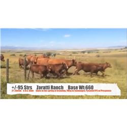 Zoratti Ranch-Pincher Creek, AB  +/- Steers