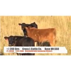 Cross L Cattle Co.-Pincher Creek, AB  +/- Steers