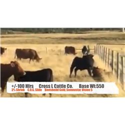 Cross L Cattle Co.-Pincher Creek, AB  +/- Heifers