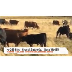 Cross L Cattle Co.-Pincher Creek, AB  +/- Heifers