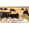 Image 1 : Cross L Cattle Co.-Pincher Creek, AB  +/- Heifers