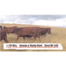 George & Shelly Clark - Pincher Creek, AB  +/- Heifers