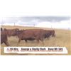 Image 1 : George & Shelly Clark - Pincher Creek, AB  +/- Heifers