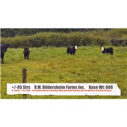 R.M. Bildersheim Farms Inc.-Brooks, AB  +/- Steers