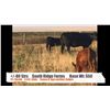 Image 1 : South Ridge Farms-Jenner, AB  +/- Steers