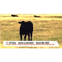Larry & Lila Bird-Cessford, AB  +/- Steers