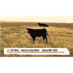 Larry & Lila Bird-Cessford, AB  +/- Heifers