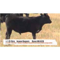 Jeane Rogers-Sunnynook, AB  +/- Steers