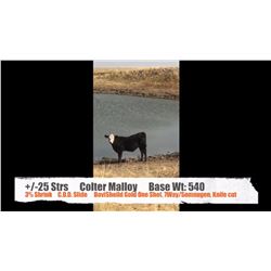 Colter Malloy-Pollockville, AB  +/- Steers