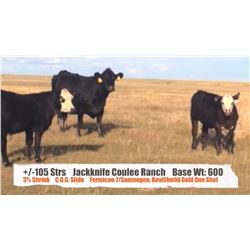 Jackknife Coulee Ranch-Wardlow, AB  +/- Steers