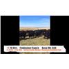 Image 1 : Finkbeiner Ranch-Sunnynook, AB  +/- Heifers