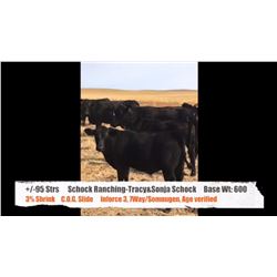 Schock Ranching(Tracy & Sonja Schock)-Buffalo, AB  +/- Steers