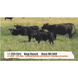 Bogi Ranch (John Bogi)-Cessford&Sunnynook, AB  +/- Steers