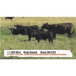 Bogi Ranch (John Bogi)-Cessford&Sunnynook, AB  +/- Heifers