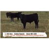 Image 1 : Suitor Ranch (Murray & Carrie Suitor)-Cessford, AB  +/- Steers