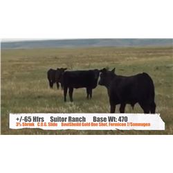 Suitor Ranch (Murray & Carrie Suitor)-Cessford, AB  +/- Heifers