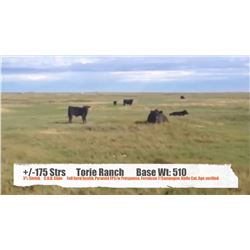 Torie Ranch-Sunnynook, AB  +/- Steers