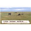 Image 1 : Torie Ranch-Sunnynook, AB  +/- Steers