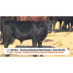 Dan Gray/Big Rock Ranch&New Century Ranch-Big Stone&Tide Lk, AB  +/- Heifers