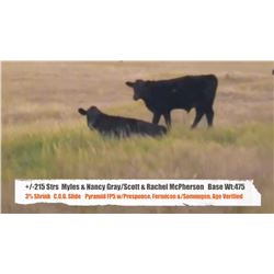 Myles&Nancy Gray/Scott&Rachel McPherson-Big Stone&Tide Lk, AB  +/- Heifers