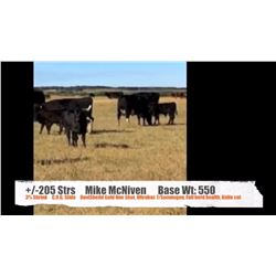 Mike McNiven, Kevin McNiven & McNiven Cattle Co.-Halkirk, AB  +/- Steers