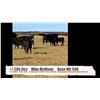 Image 1 : Mike McNiven, Kevin McNiven & McNiven Cattle Co.-Halkirk, AB  +/- Steers
