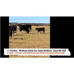 McNiven Cattle Co.(Colin McNiven)-Buffalo, AB  +/- Heifers