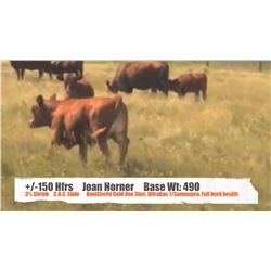 Joan Horner - Sunnynook, AB  +/- Heifers