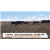 Image 1 : Jimmy & Brett Richards - Sunnynook, AB  +/- Heifers