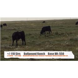 Bullpound Ranch - Pollockville, AB  +/- Steers