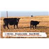 Image 1 : JV Land & Cattle-Finnegan, AB  +/- Steers