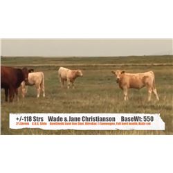 Wade & Jane Christianson - Pollockville, AB   +/- Steers