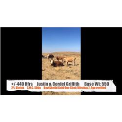 Justin & Cordel Griffith-Cessford, AB  +/- Heifers