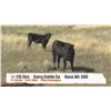 Image 1 : Curry Cattle Co.-Buffalo AB  +/- Steers