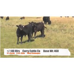Curry Cattle Co.-Buffalo AB  +/- Heifers