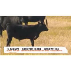 Sunstrum Ranch / Bruce Sunstrum - Cessford, AB   +/- Steers